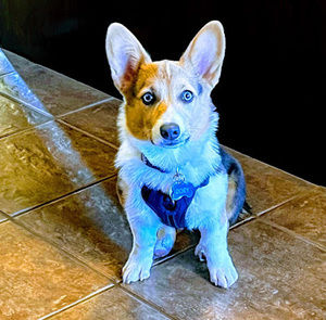 Meet your Posher, Cory